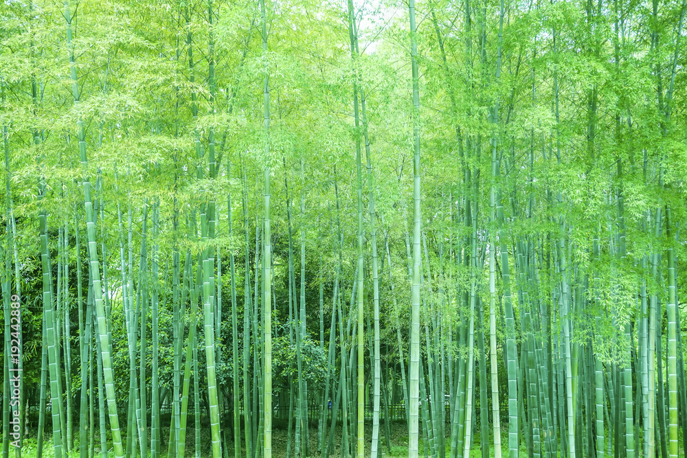 Fototapeta premium Bambusowo-bambusowy las