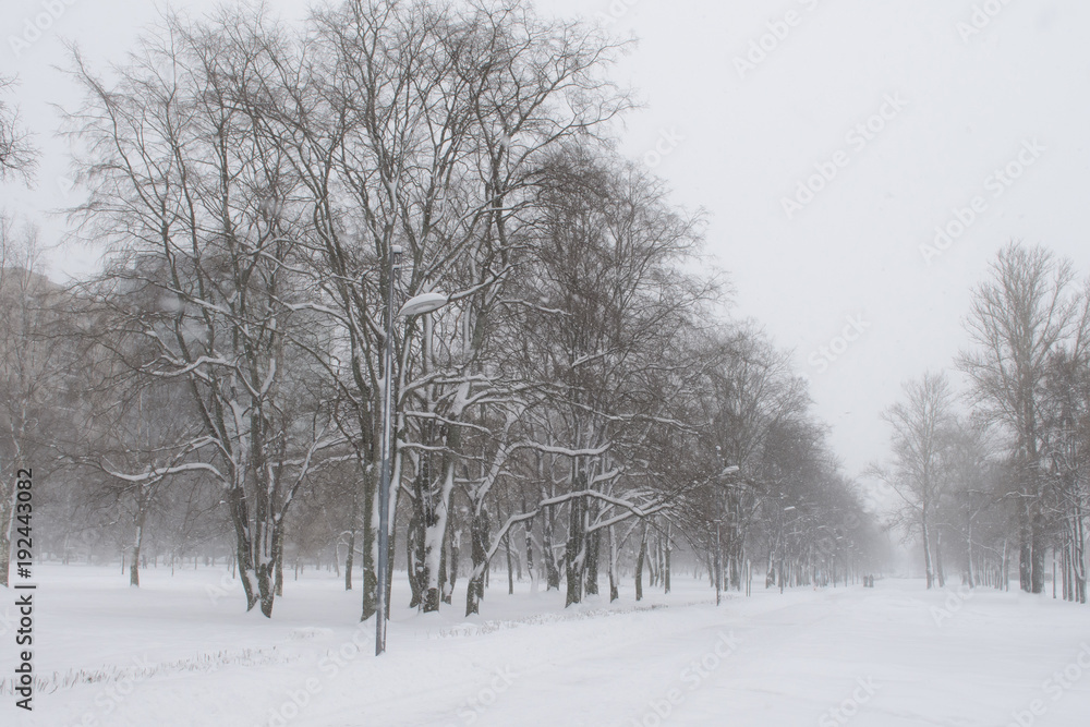 White winter snow park with white trees on central alley. White winter snow park with white trees on central alley.