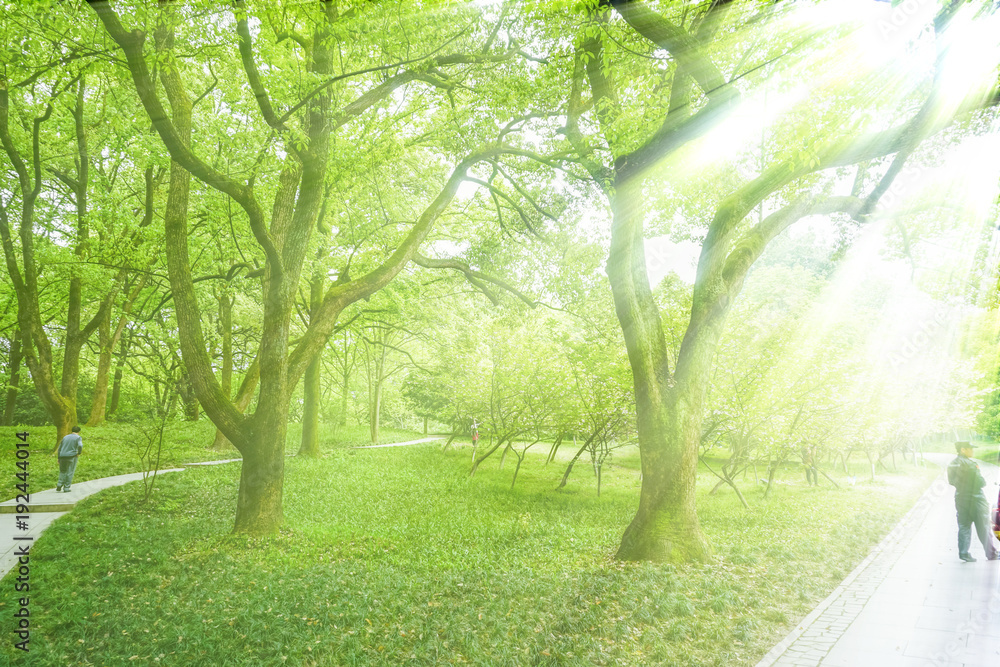 Obraz premium Bamboo and bamboo forest