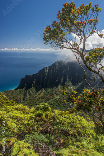 A lone hiker on Kauai's Kalepa Ridge Trail takes in the panoramic view of the NaPali Coast.  photo