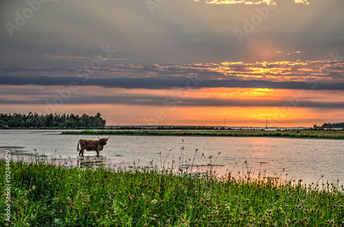 One highland cow in a wide creek in nature reserve Dinterse Gorzen in The Netherlands under a spectacular sky at sunset photo