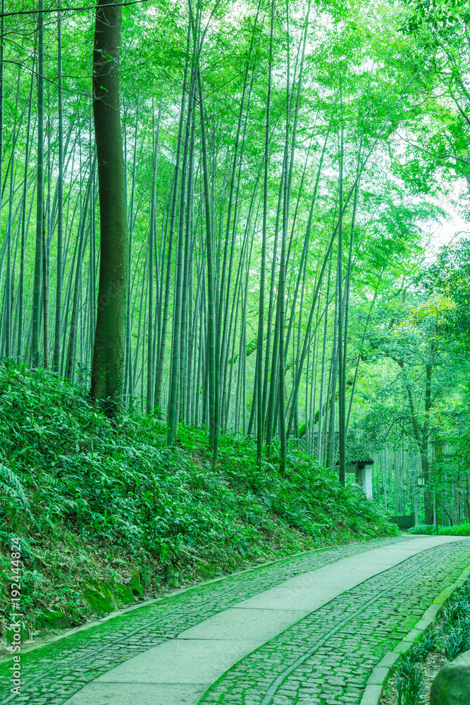 Obraz premium Bamboo and bamboo forest