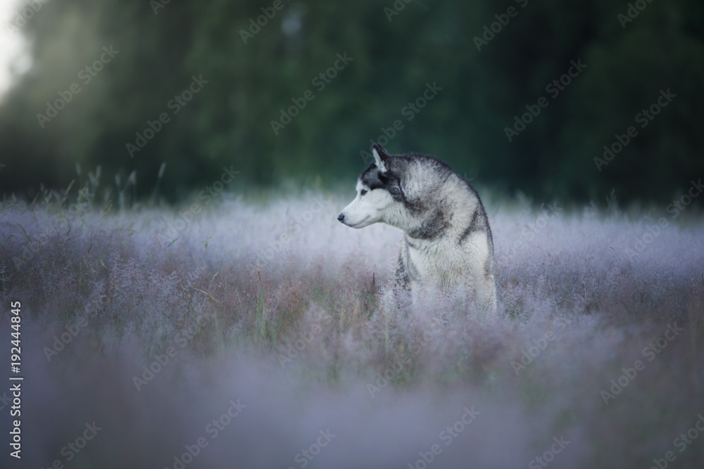 Obraz premium The dog in the field. Siberian husky outdoors