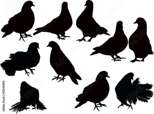 ten pigeon silhouette collection on white