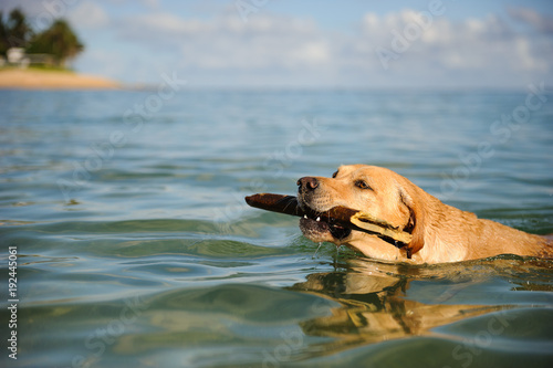 Yellow Labrador Retriever dog outdoor portrait swimming with stick into beach