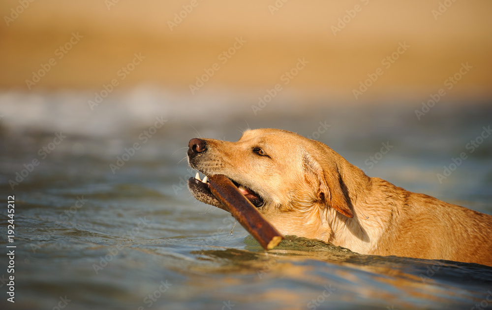 Yellow Labrador Retriever dog outdoor portrait swimming with stick in ocean water