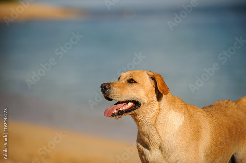 Yellow Labrador Retriever dog outdoor portrait standing by sand beach