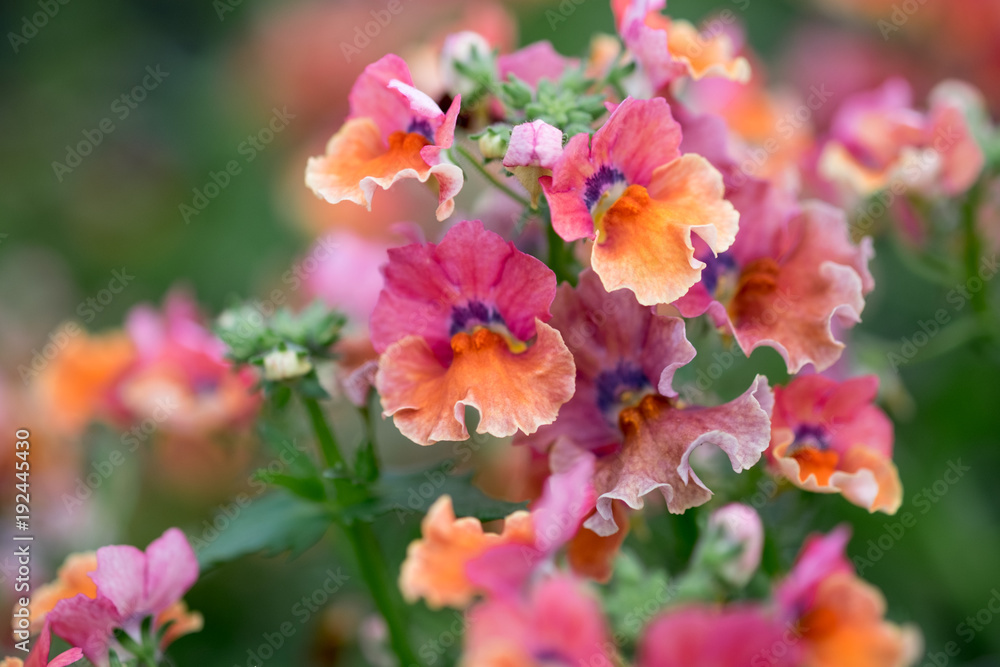 A macro shot of the colorful nemesia flowers A macro shot of the colorful nemesia flowers