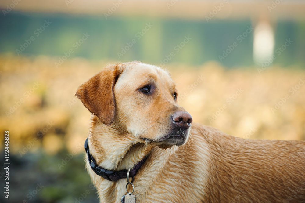 Yellow Labrador Retriever dog outdoor portrait in nature Yellow Labrador Retriever dog outdoor portrait in nature