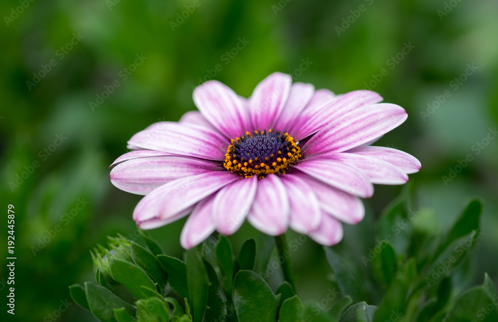 Macro shot of white purple african daisy Osteospermum flower Macro shot of white purple african daisy Osteospermum flower