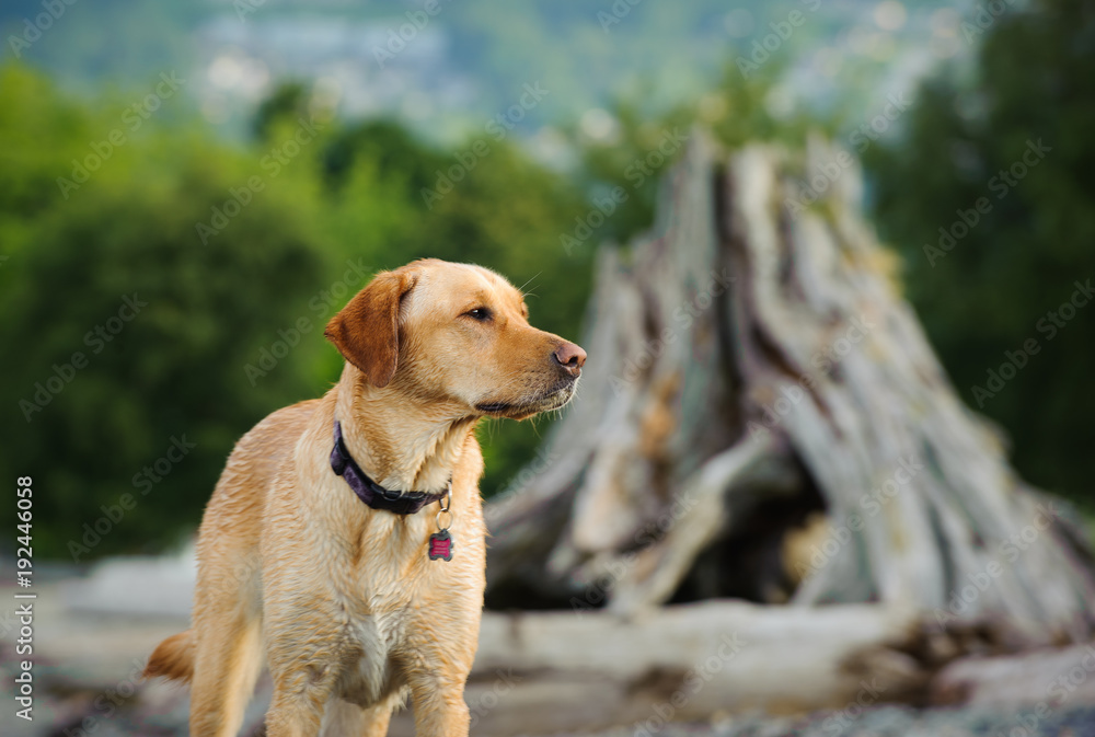 Yellow Labrador Retriever dog outdoor portrait on beach with dritwood