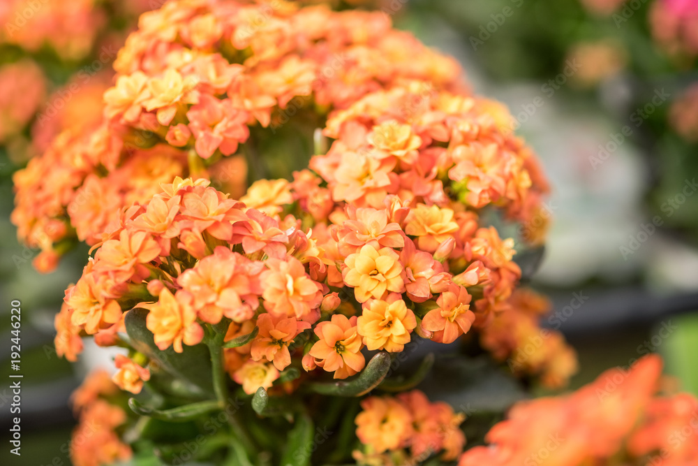 Macro shot of Kalanchoe blossfeldiana or Flaming Katy flowers growing in greenhouse Macro shot of Kalanchoe blossfeldiana or Flaming Katy flowers growing in greenhouse