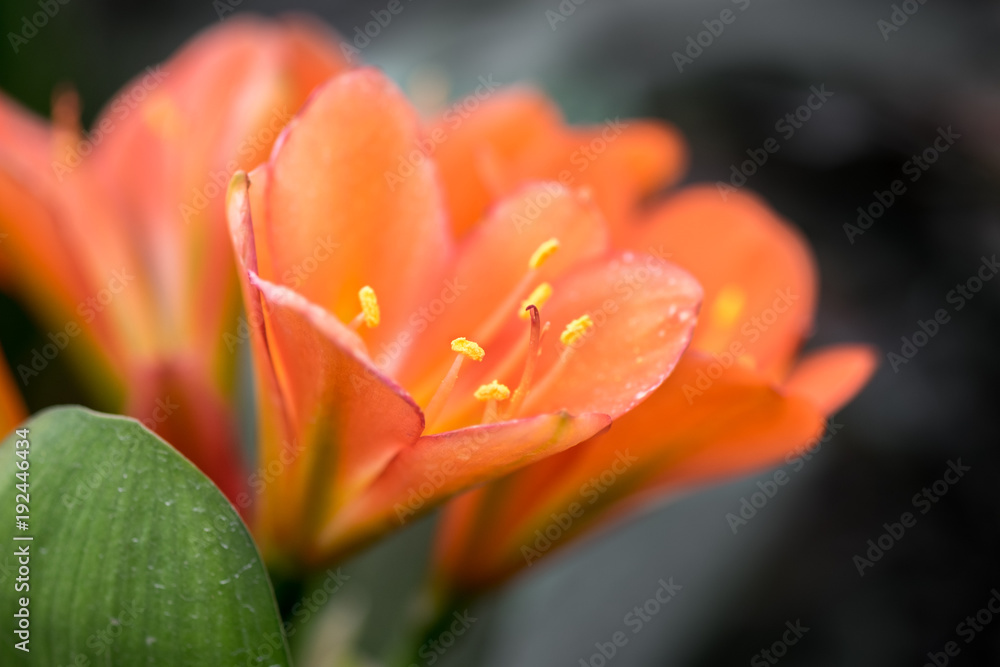 Macro shot of Clivia flowers is a genus of monocot flowering plants native to southern Africa. Amaryllidaceae family