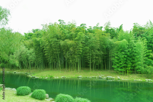 Fototapeta Naklejka Na Ścianę i Meble -  Bamboo and bamboo forest