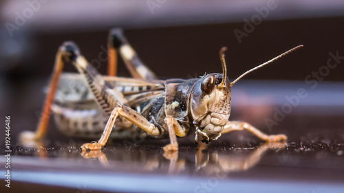 Locusts on the hood of the car