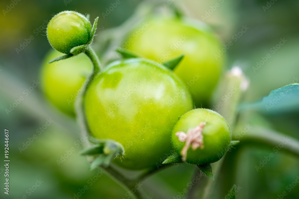 A macro shot of growing green cherry tomatoes in greenhouse A macro shot of growing green cherry tomatoes in greenhouse