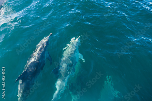 Dolphin pod  Kaikoura  New Zealand