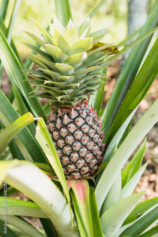 Pineapple tropical fruit growing in a farm in N.E.Espiritu Santo island-Sanma province-Vanuatu. Pineapple tropical fruit growing in a farm in N.E.Espiritu Santo island-Sanma province-Vanuatu.