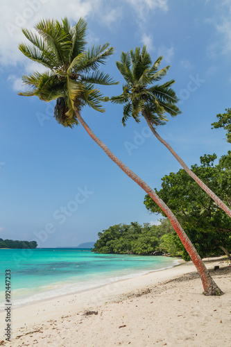 Coconut trees. Port Olry village in N.E.Espiritu Santo island-Sanma province-Vanuatu. © naiveangelde
