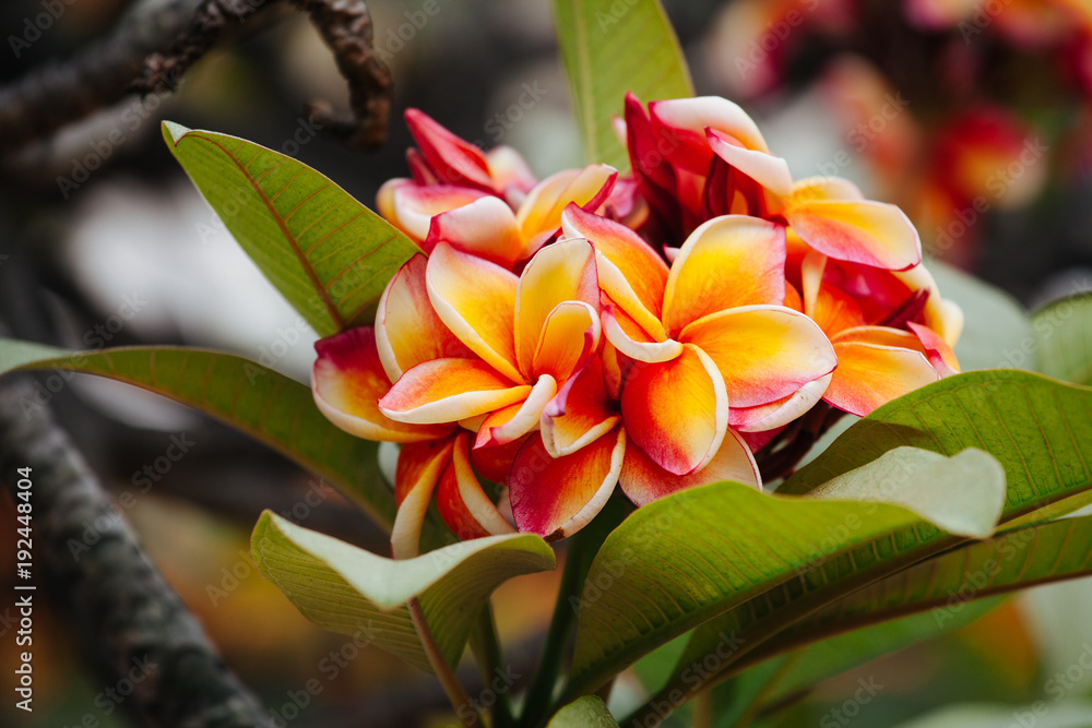Yellow-pink Frangipani flowers with blur background Yellow-pink Frangipani flowers with blur background