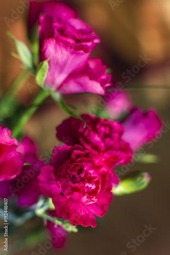 Combination of carnations with roses in pink color.