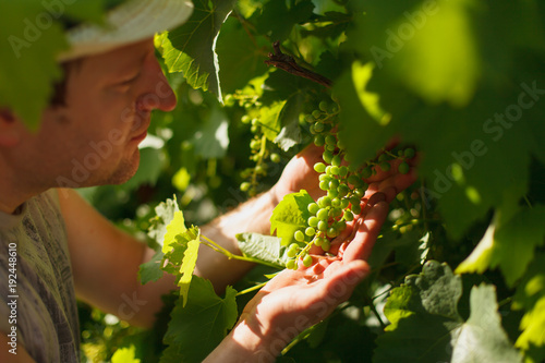 Vine grower is checking white grapevine in the vineyard by sunny weather