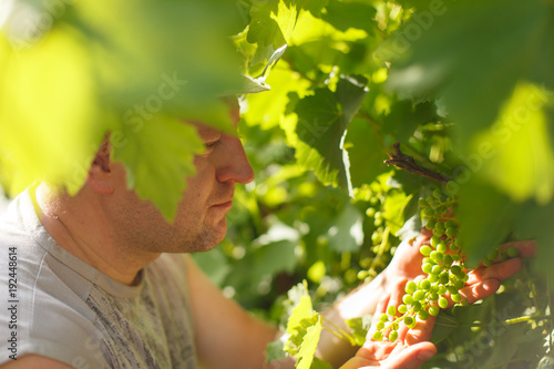 Vine grower is checking white grapevine in the vineyard by sunny weather