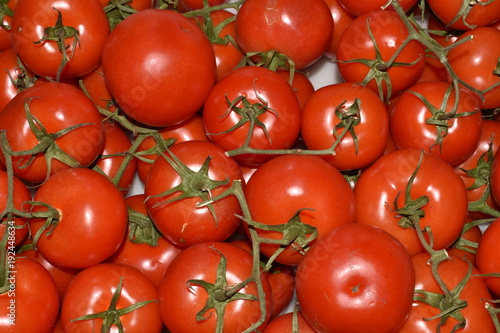 Red juicy tomatoes on green twigs  very appetizing