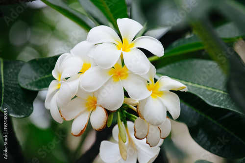 White Frangipani flowers and green leaves