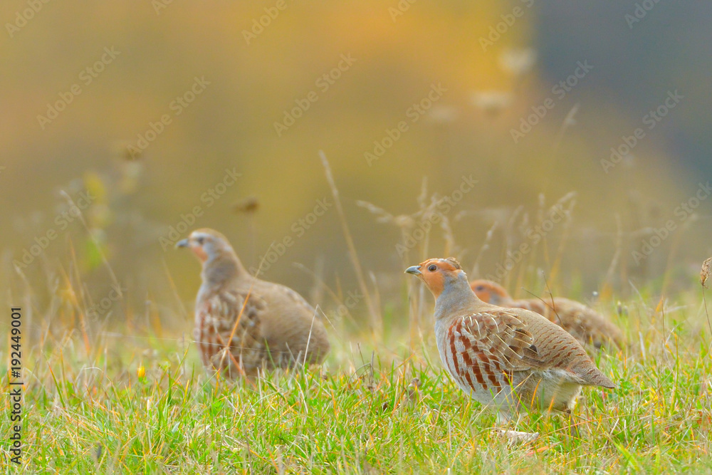 Grey Partridge (Perdix perdix) Grey Partridge (Perdix perdix)
