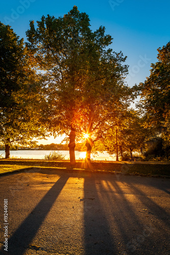 Sun shining through trees in summer
