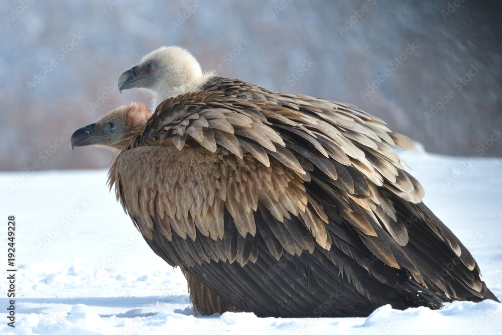 Griffon Vultures in Winter Landscape, into the Mountains Griffon Vultures in Winter Landscape, into the Mountains