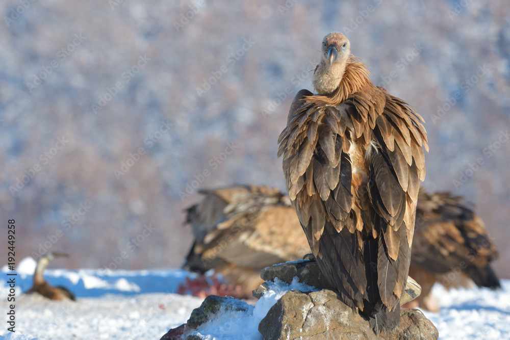 Fototapeta premium Griffon Vulture Resting on a Rock, in Mountains, in Winter