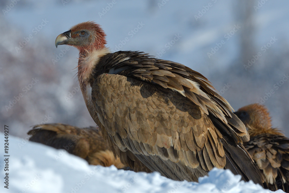 Fototapeta premium Griffon Vulture in Winter Landscape