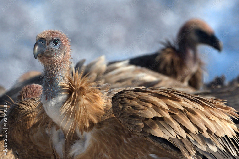 Griffon Vultures in Winter Landscape, into the Mountains Griffon Vultures in Winter Landscape, into the Mountains