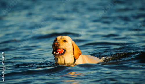 Yellow Labrador Retriever dog outdoor portrait swimming with ball © everydoghasastory