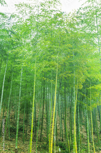 Bamboo and bamboo forest