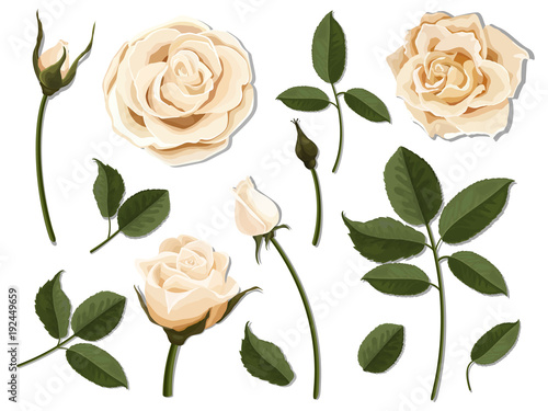 A set of flower parts. Inflorescence, bud and leaf of a cream rose. Vector, detailed, realistic illustration, isolated. Elements for floral design of greeting card and bouquet.