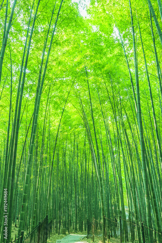 Bamboo and bamboo forest