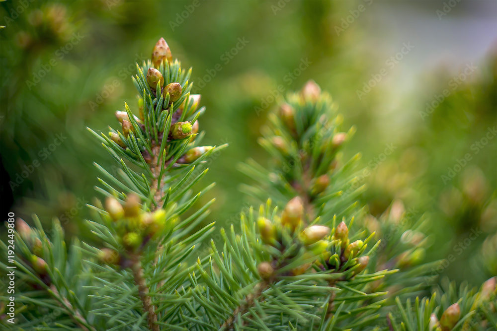 gruen Tanne knospe im Garten Frueh Lenz Jahr gruen Tanne knospe im Garten Frueh Lenz Jahr