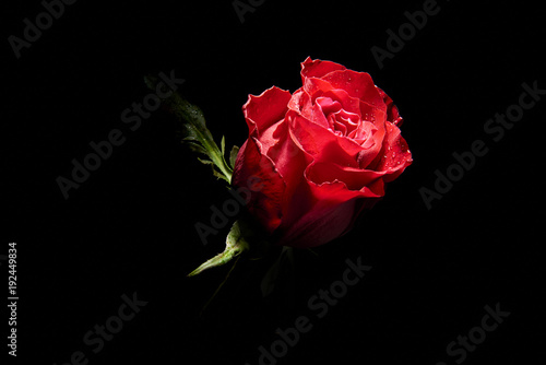 particolare di rosa rossa su fondo nero