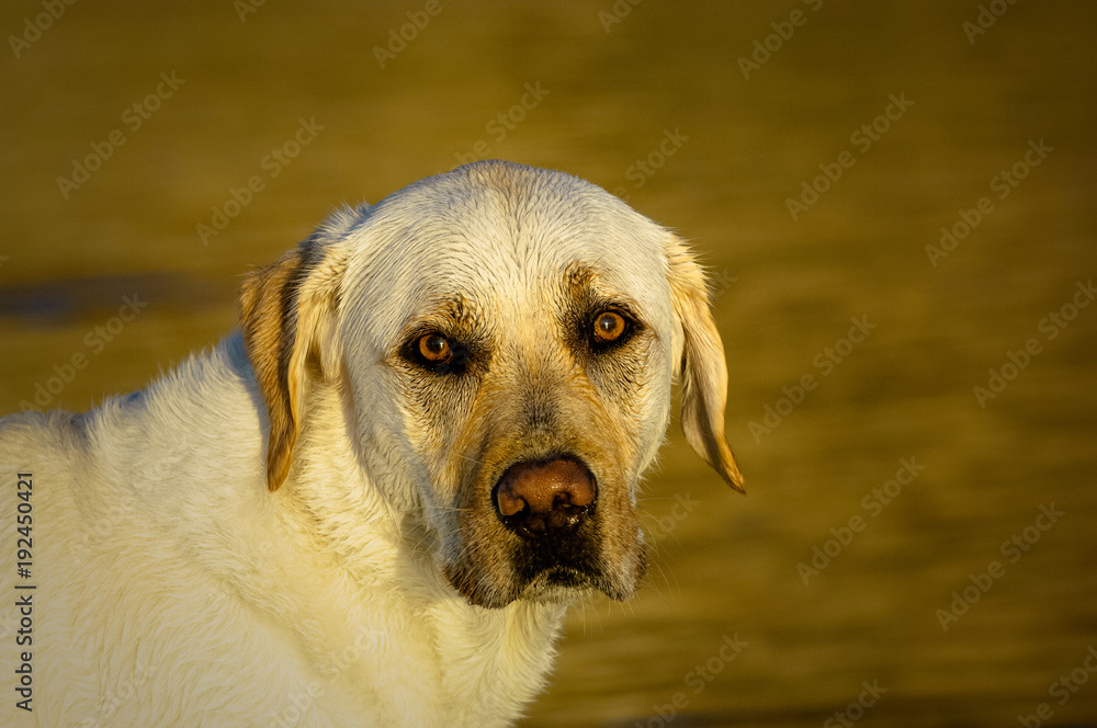 Yellow Labrador Retriever dog outdoor portrait head shot against wet sand