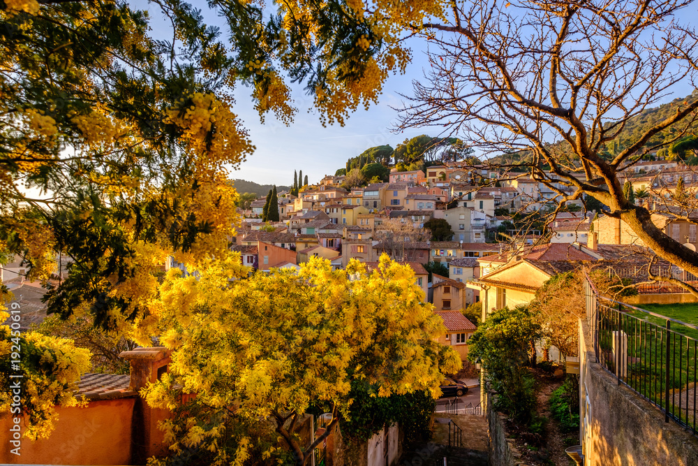 Vue sur le village de Bormes les Mimosas à travers les arbres de mimosa en fleurs. Coucher de soleil. Provence, France.