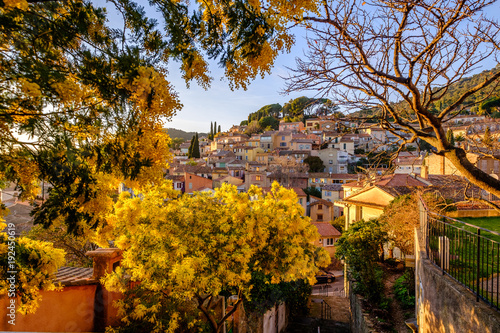 Obraz na płótnie Vue sur le village de Bormes les Mimosas à travers les arbres de mimosa en fleurs. Coucher de soleil. Provence, France. w salonie