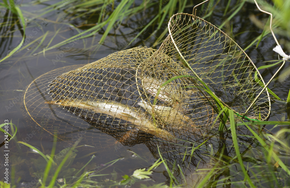 The fish cage is fixed in water. The caught pike (Esox) and a lot of breams  (Abramis brama) are swimming in a metal basket. Stock Photo