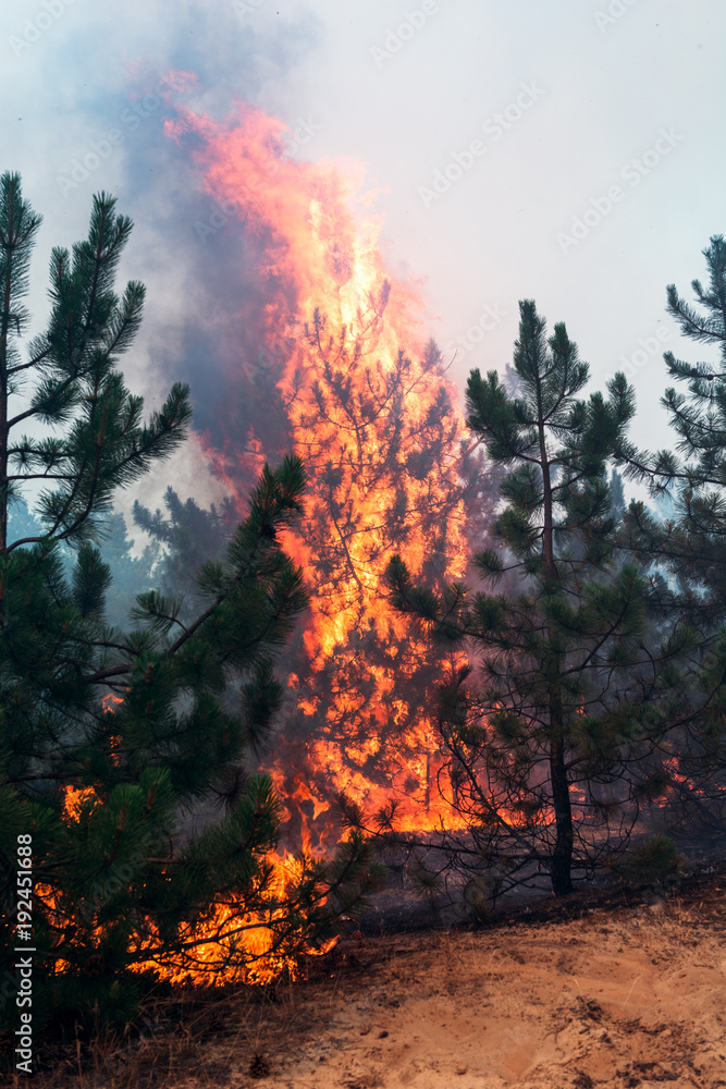 Fire burning in a pine forest . Fire burning in a pine forest .