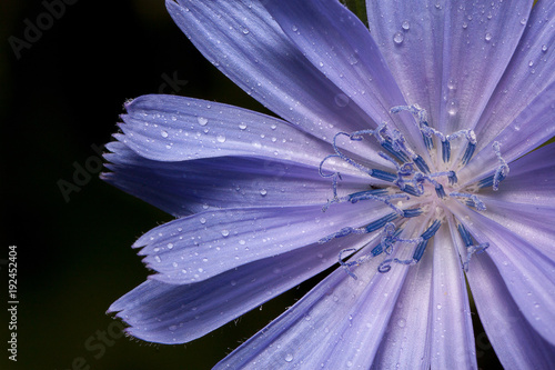 Slika na platnu Beautiful chicory flower with drops of summer rain.