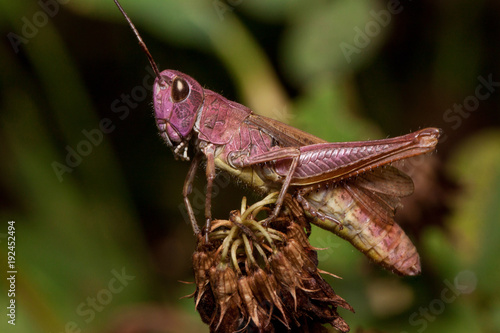 Beautiful grasshopper is sitting on a dried flower. Animals in wildlife.