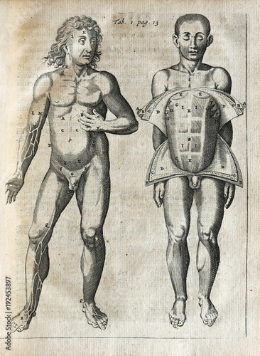 Photo of an anatomical copper engraving of Johannes Vesling's (also called Ioannis Veslingii) work " Syntagma Anatomicum " - extremely rare original from 1666