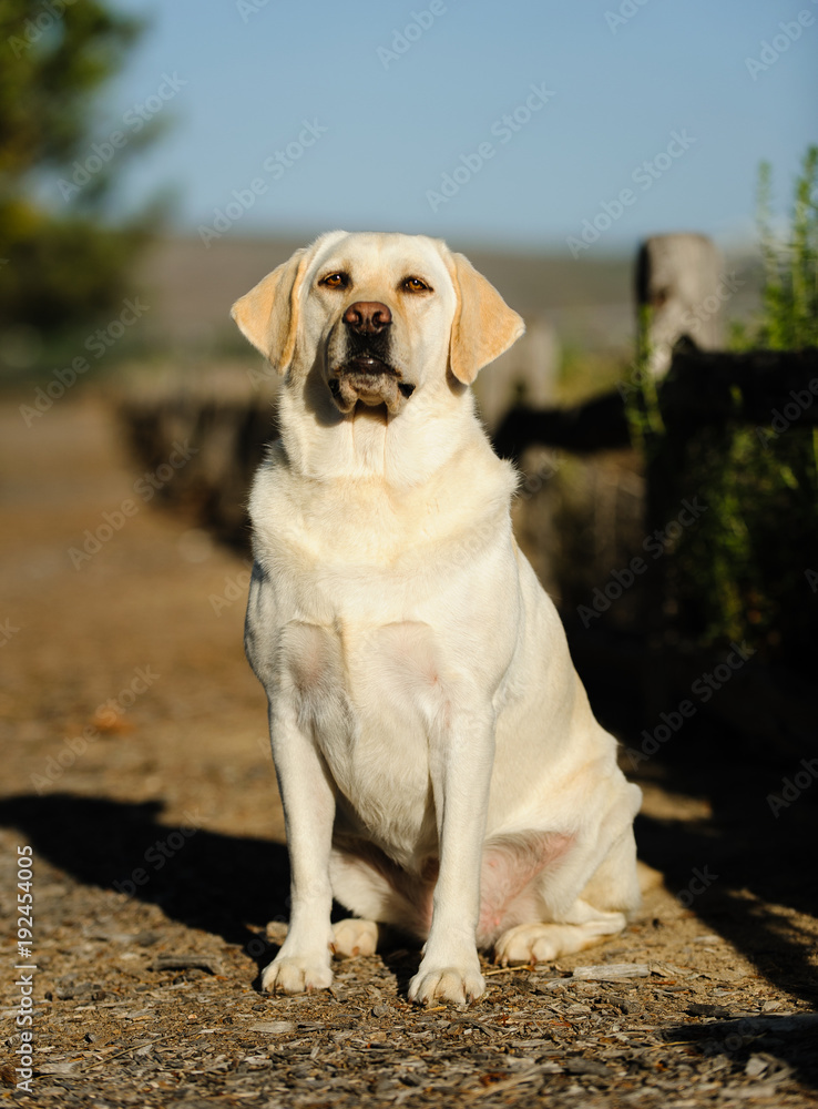 Yellow Labrador Retriever outdoor portrait
